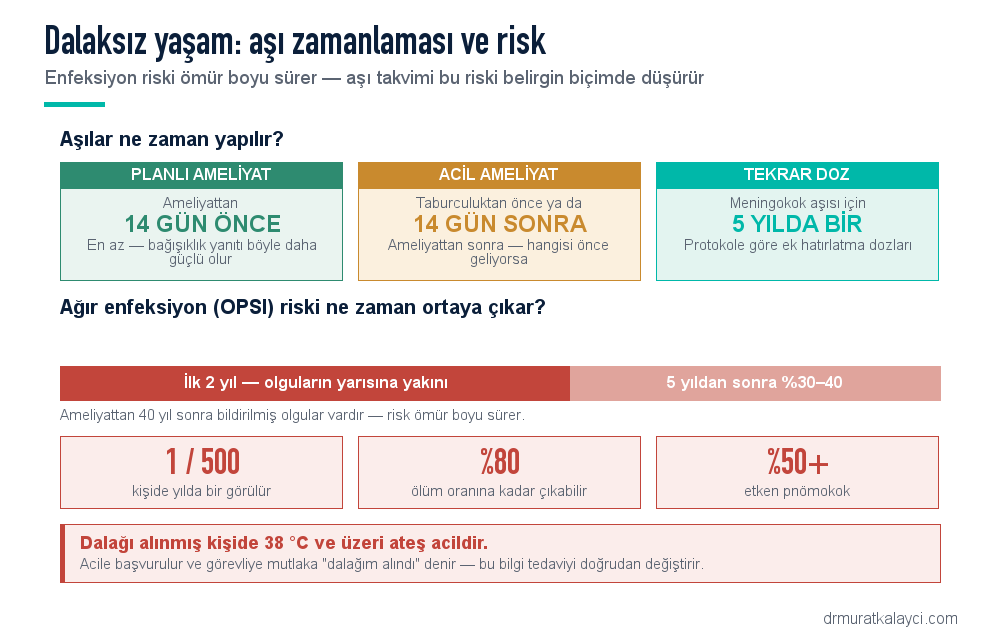 Dalaksız yaşamda aşı zamanlaması ve OPSI riski: planlı ameliyatta 14 gün önce, acil ameliyatta 14 gün sonra, meningokok aşısı 5 yılda bir; risk yılda 500 kişide 1, ölüm oranı yüzde 80'e kadar